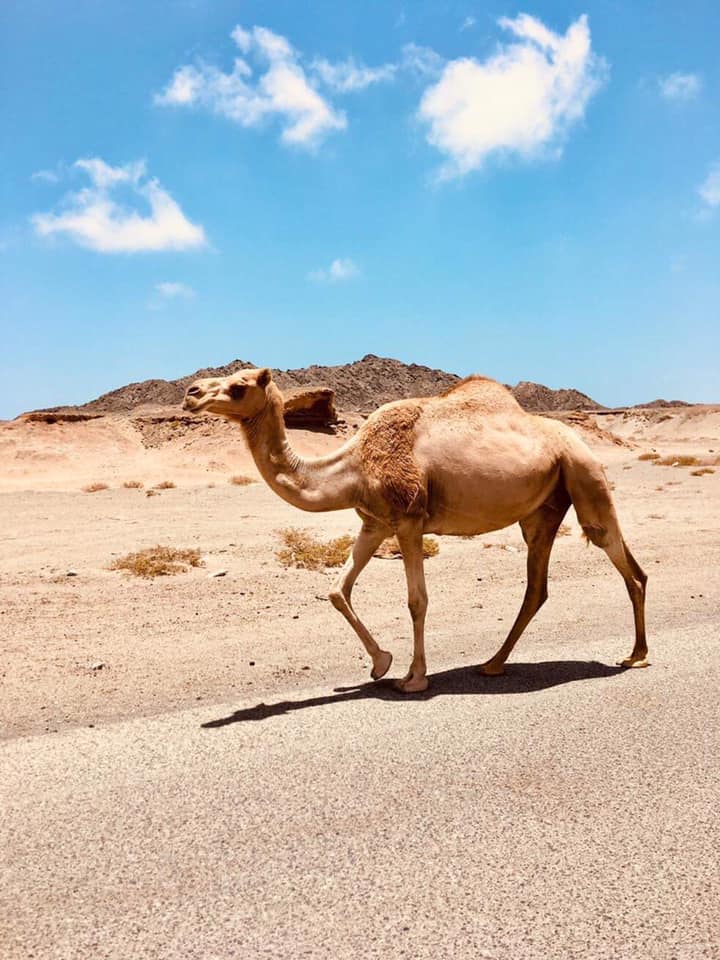 Oman-Drachenreise 1